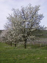 Kirschbaum in der Blüte
