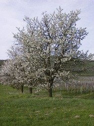 Kirschbaum in der Blte